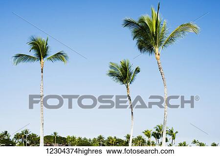 Palm trees over the Mauna Launi Golf Course; Mauna Launi, Island of Hawaii, Hawaii, United States of America View Large Photo Image Stock Photograph - Palm trees over the Mauna Launi Golf Course; Mauna Launi, Island of Hawaii, Hawaii, United States of America. Fotosearch
