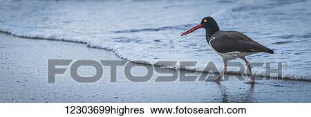 Stock Photograph - Panorama of American oystercatcher (Haematopus palliatus) walking by waves; Galapagos Islands, Ecuador. Fotosearch