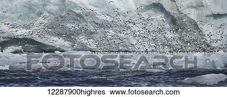 Stock Photograph - Panorama of kittiwakes flying past ice cliff; Spitsbergen, Svalbard, Norway. Fotosearch