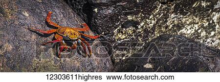 Panorama of Sally Lightfoot crab (Grapsus grapsus) on rock; Galapagos Islands, Ecuador View Large Photo Image Stock Photograph - Panorama of Sally Lightfoot crab (Grapsus grapsus) on rock; Galapagos Islands, Ecuador. Fotosearch