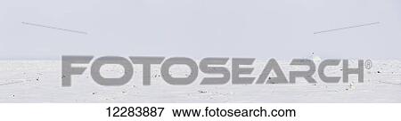 Stock Photo - Panorama view of frozen sea ice on an overcast day, Barrow, North Slope, Arctic Alaska, Winter. Fotosearch