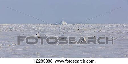 Stock Photo - Panorama view of frozen sea ice with an igloo in the background, Barrow, North Slope, Arctic Alaska, Winter. Fotosearch