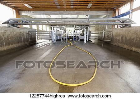 Parallel 16 milking parlour; Dewdney, British Columbia, Canada View Large Photo Image Stock Photograph - Parallel 16 milking parlour; Dewdney, British Columbia, Canada. Fotosearch