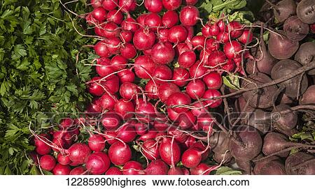 Parsley, red radishes and beets at farmer's market; Rochester, Minnesota, United States of America View Large Photo Image Stock Photograph - Parsley, red radishes and beets at farmer's market; Rochester, Minnesota, United States of America. Fotosearch