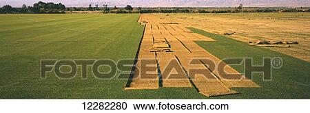 Partially cut sod field in the spring on a sod farm in California's Coachella Valley; Oasis, California, United States of America View Large Photo Image Stock Image - Partially cut sod field in the spring on a sod farm in California's Coachella Valley; Oasis, California, United States of America. Fotosearch