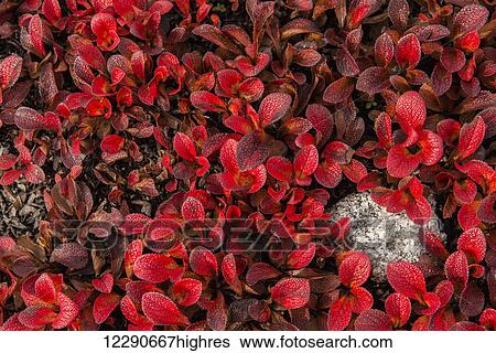Stock Photograph - Patch of Bearberries at peak fall colors at Finger Mountain along the Dalton Highway, Alaska.. Fotosearch