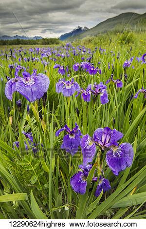 Stock Photograph - Patch of wild irises on the Eklutna Flats with a view of Pioneer Peak in the background.. Fotosearch