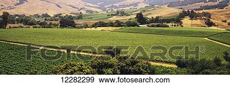 Patchwork of vineyards is seen in early summer, trees, farm buildings and rolling hillsides in the background, Santa Ynez Valley; Los Olivos, California, United States of America View Large Photo Image Stock Photo - Patchwork of vineyards is seen in early summer, trees, farm buildings and rolling hillsides in the background, Santa Ynez Valley; Los Olivos, California, United States of America. Fotosearch