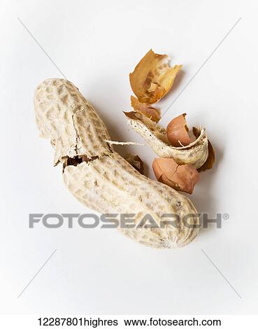 Peanuts and shell on a white background; Chilliwack, British Columbia, Canada View Large Photo Image Stock Photograph - Peanuts and shell on a white background; Chilliwack, British Columbia, Canada. Fotosearch