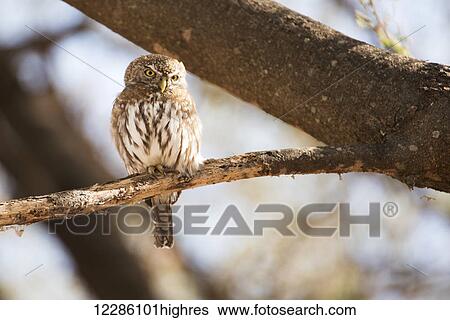 Pearl-spotted Owlet (Glaucidium perlatum) perched on branch, Tarangire National Park; Tanzania View Large Photo Image Stock Photograph - Pearl-spotted Owlet (Glaucidium perlatum) perched on branch, Tarangire National Park; Tanzania. Fotosearch