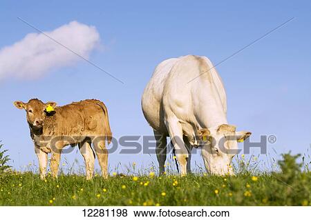 Stock Photo - Pedigree Blonde d'Aquataine cow and calf on upland pasture; Cumbria, England. Fotosearch