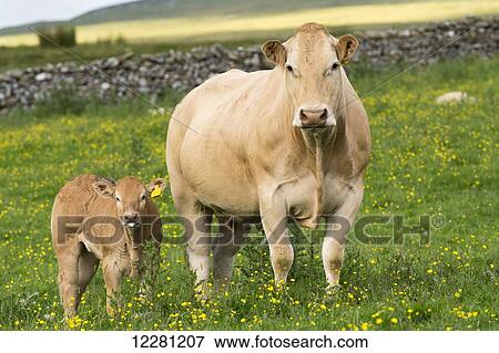 Pedigree Blonde d'Aquataine cow and calf on upland pasture; Cumbria, England View Large Photo Image Stock Photo - Pedigree Blonde d'Aquataine cow and calf on upland pasture; Cumbria, England. Fotosearch