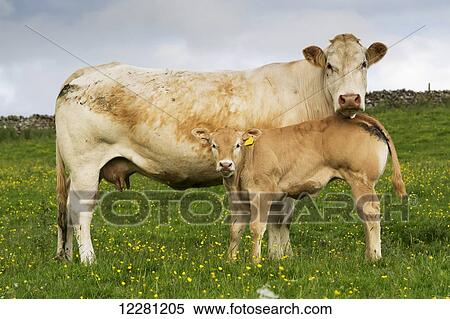 Pedigree Blonde d'Aquataine cow and calf on upland pasture; Cumbria, England View Large Photo Image Stock Photography - Pedigree Blonde d'Aquataine cow and calf on upland pasture; Cumbria, England. Fotosearch