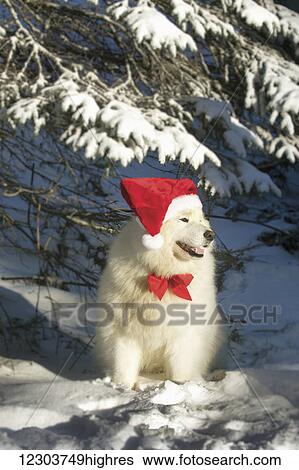 Stock Photograph - Pedigree Samoyed dog dressed up for the holiday season with bow and santa hat after a snowfall; Homer, Alaska, United States of America. Fotosearch