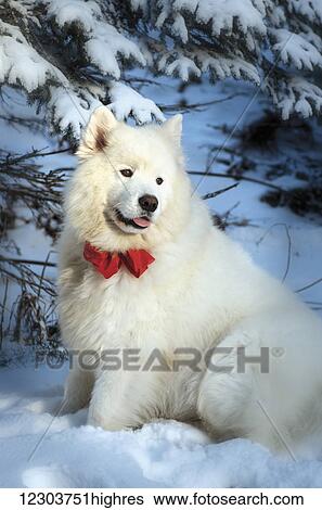 Stock Photograph - Pedigree Samoyed dog dressed up for the holiday season with bow and santa hat after a snowfall; Homer, Alaska, United States of America. Fotosearch