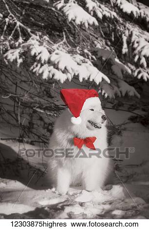Stock Photograph - Pedigree Samoyed dog dressed up for the holiday season with bow and santa hat after a snowfall; Homer, Alaska, United States of America. Fotosearch