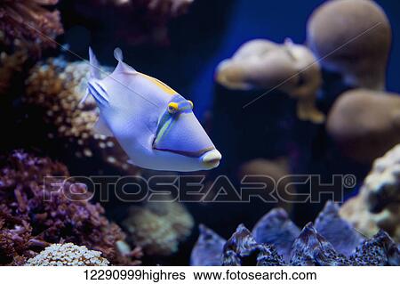 Stock Photograph - Picasso Triggerfish (Rhinecanthus assasi); Eilat, Israel. Fotosearch