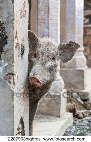 Pig peeping out from behind wall on the street in an old Indian village; Rampura Bas Ganwar, Rajasthan, India View Large Photo Image Stock Photograph - Pig peeping out from behind wall on the street in an old Indian village; Rampura Bas Ganwar, Rajasthan, India. Fotosearch