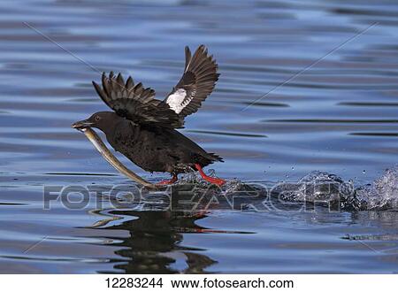 Pigeon Guillemot (Cepphus columba) takes off from the water carrying a blenny-like fish, Kodiak, Southwest Alaska View Large Photo Image Picture - Pigeon Guillemot (Cepphus columba) takes off from the water carrying a blenny-like fish, Kodiak, Southwest Alaska. Fotosearch