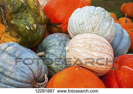 Stock Photo - Pile of colorful pumpkins; Elkton, Maryland, United States of America. Fotosearch