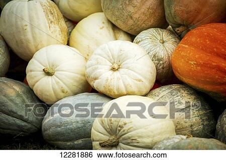 Pile of pumpkins; Elkton, Maryland, United States of America View Large Photo Image Stock Photograph - Pile of pumpkins; Elkton, Maryland, United States of America. Fotosearch