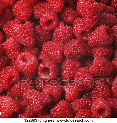 Pile of raspberries; Toronto, Ontario, Canada View Large Photo Image Stock Photograph - Pile of raspberries; Toronto, Ontario, Canada. Fotosearch