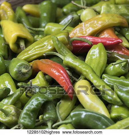 Pile of red and green peppers; Thimphu, Bhutan View Large Photo Image Stock Photograph - Pile of red and green peppers; Thimphu, Bhutan. Fotosearch
