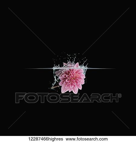 Stock Photograph - Pink flower dropping into water on a black background; Toronto, Ontario, Canada. Fotosearch
