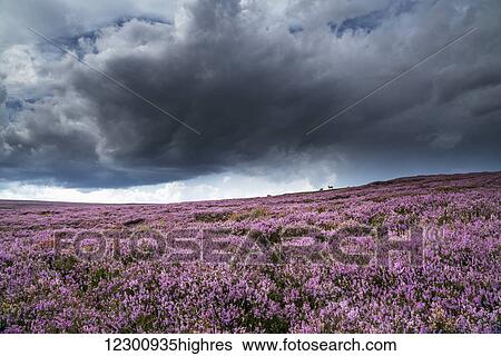 Pink flowers blossoming in a field, North Yorkshire Moors; North Yorkshire, England View Large Photo Image Stock Photograph - Pink flowers blossoming in a field, North Yorkshire Moors; North Yorkshire, England. Fotosearch