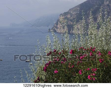Stock Photograph - Pink flowers blossoming in the foreground with boats along the Amalfi coast; Amalfi, Italy. Fotosearch