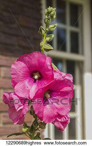 Pink hollyhock (Alcea) growing outside a building; Edmonton, Alberta, Canada View Large Photo Image Stock Photograph - Pink hollyhock (Alcea) growing outside a building; Edmonton, Alberta, Canada. Fotosearch