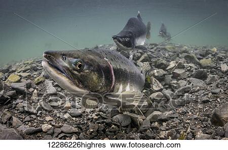Stock Photograph - Pink Salmon (Oncorhynchus gorbuscha) probes her redd in an Alaskan intertidal stream during summer.. Fotosearch