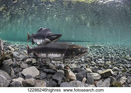 Stock Photograph - Pink salmon (Oncorhynchus gorbuscha) probes her redd while her alpha male guards in an Alaska stream during summer.. Fotosearch