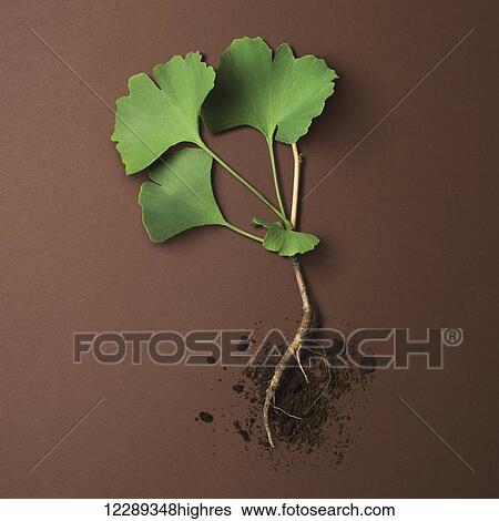 Stock Photograph - Plant with green leaves and roots exposed with soil on a brown background; Toronto, Ontario, Canada. Fotosearch