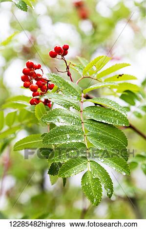 Stock Photograph - Plant with red berries; Kicking Horse, British Columbia, Canada. Fotosearch