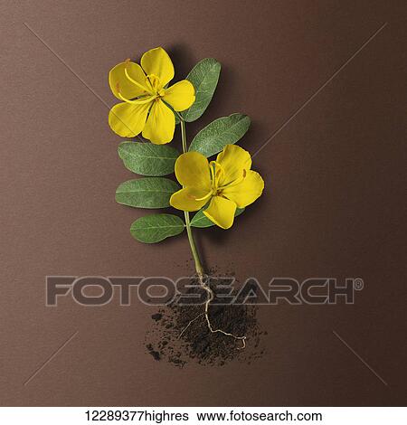 Stock Photograph - Plant with yellow flowers and roots exposed and soil on a brown background; Toronto, Ontario, Canada. Fotosearch