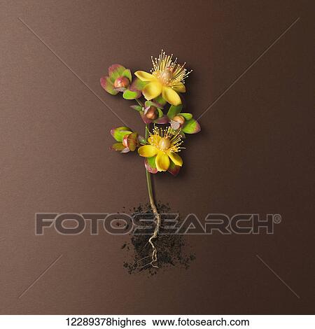 Stock Photograph - Plant with yellow flowers, red and green leaves, roots exposed and soil on a brown background; Toronto, Ontario, Canada. Fotosearch