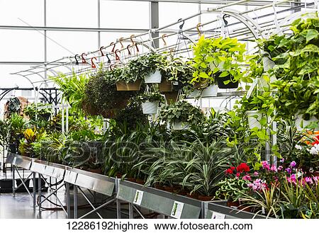 Plants for sale in a nursery located in a shopping complex; St. Albert, Alberta, Canada View Large Photo Image Stock Photograph - Plants for sale in a nursery located in a shopping complex; St. Albert, Alberta, Canada. Fotosearch