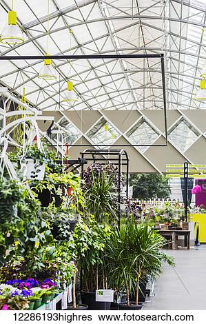 Stock Photograph - Plants for sale in a nursery located in a shopping complex; St. Albert, Alberta, Canada. Fotosearch