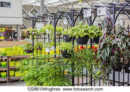 Plants for sale in a nursery located in a shopping complex; St. Albert, Alberta, Canada View Large Photo Image Stock Photograph - Plants for sale in a nursery located in a shopping complex; St. Albert, Alberta, Canada. Fotosearch