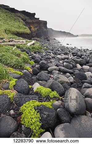 Stock Image - Plants grow on a volcanic rock beach with dark rocky cliffs in the background, St. Paul Island, Southwestern Alaska, USA, Summer . Fotosearch