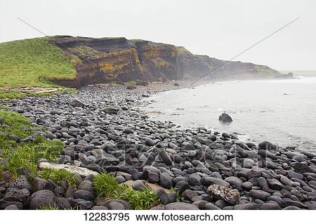 Stock Photography - Plants grow on a volcanic rock beach with dark rocky cliffs in the background, St. Paul Island, Southwestern Alaska, USA, Summer . Fotosearch