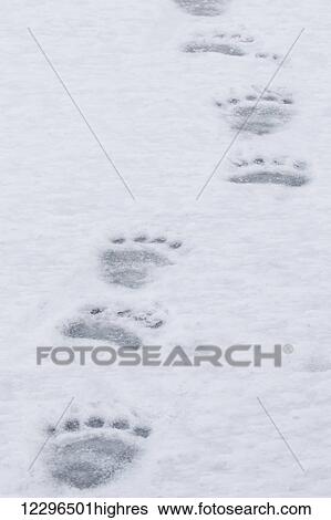 Stock Photograph - Polar bear paw prints walking across the ice; Churchill, Manitoba, Canada. Fotosearch