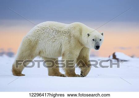 Polar bear (ursus maritimus) along the Hudson Bay coastline waiting for the bay to freeze over; Churchill, Manitoba, Canada View Large Photo Image Stock Photograph - Polar bear (ursus maritimus) along the Hudson Bay coastline waiting for the bay to freeze over; Churchill, Manitoba, Canada. Fotosearch