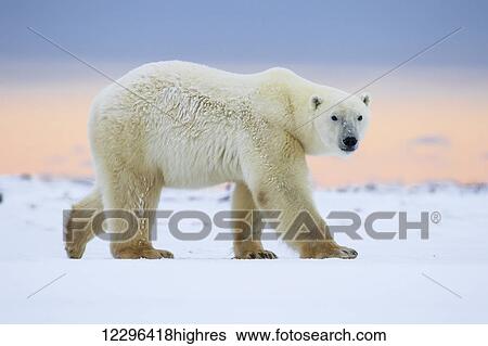Stock Photograph - Polar bear (ursus maritimus) along the Hudson Bay coastline waiting for the bay to freeze over; Churchill, Manitoba, Canada. Fotosearch