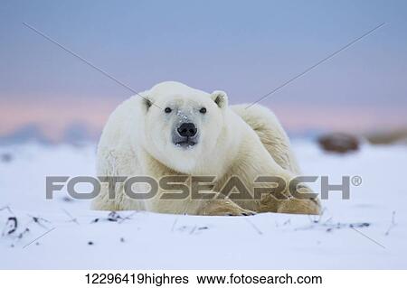 Polar bear (ursus maritimus) along the Hudson Bay coastline waiting for the bay to freeze over; Churchill, Manitoba, Canada View Large Photo Image Stock Photograph - Polar bear (ursus maritimus) along the Hudson Bay coastline waiting for the bay to freeze over; Churchill, Manitoba, Canada. Fotosearch