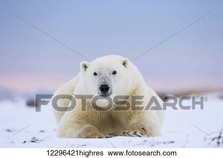 Stock Photograph - Polar bear (ursus maritimus) along the Hudson Bay coastline waiting for the bay to freeze over; Churchill, Manitoba, Canada. Fotosearch