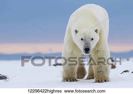 Stock Photograph - Polar bear (ursus maritimus) along the Hudson Bay coastline waiting for the bay to freeze over; Churchill, Manitoba, Canada. Fotosearch