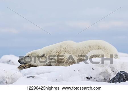 Stock Photograph - Polar bear (ursus maritimus) along the Hudson Bay coastline waiting for the bay to freeze over; Churchill, Manitoba, Canada. Fotosearch