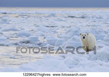 Stock Photograph - Polar bear (ursus maritimus) along the Hudson Bay coast waiting for the bay to freeze over; Manitoba, Canada. Fotosearch